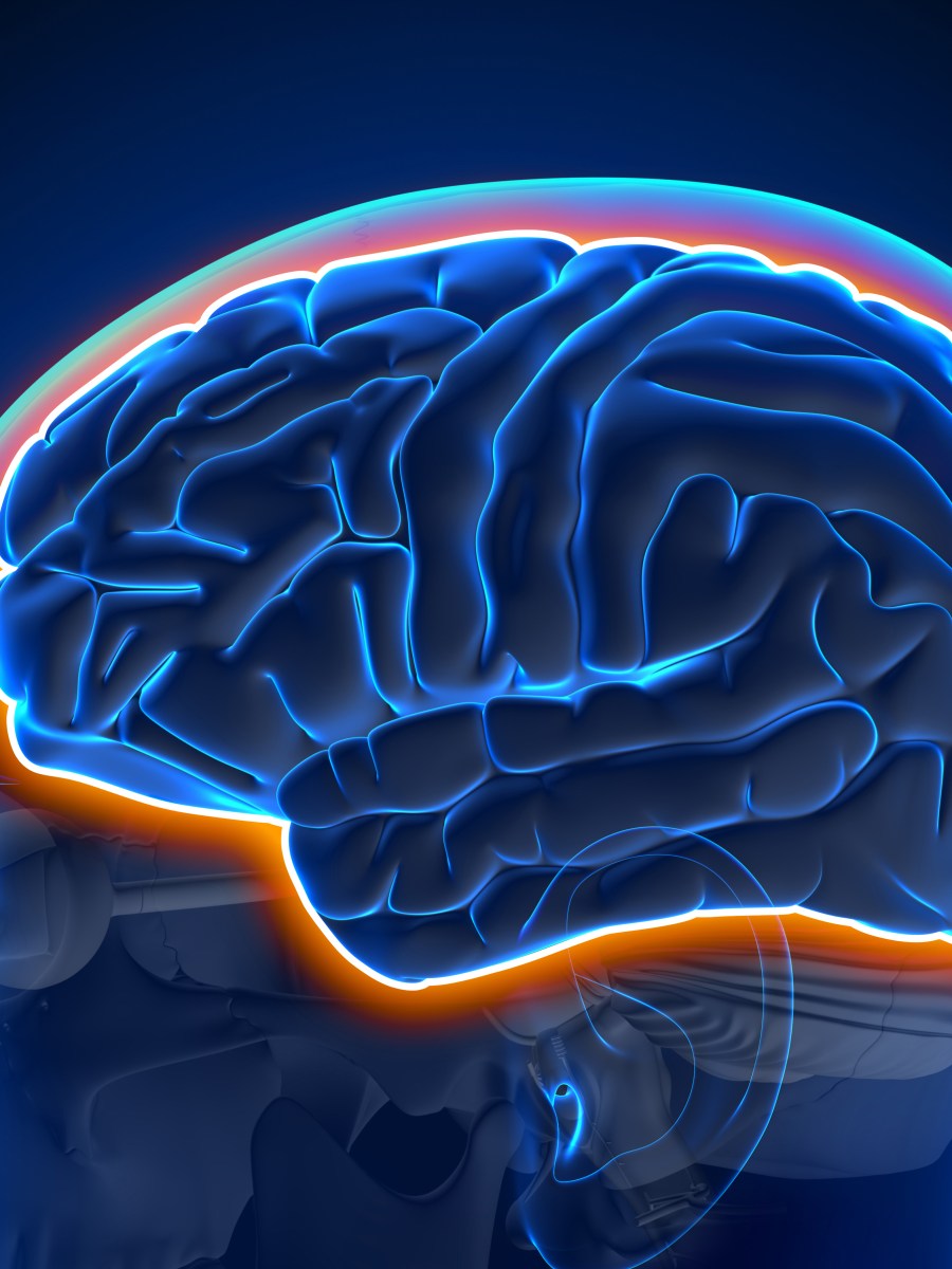 The Blood Brain Barrier