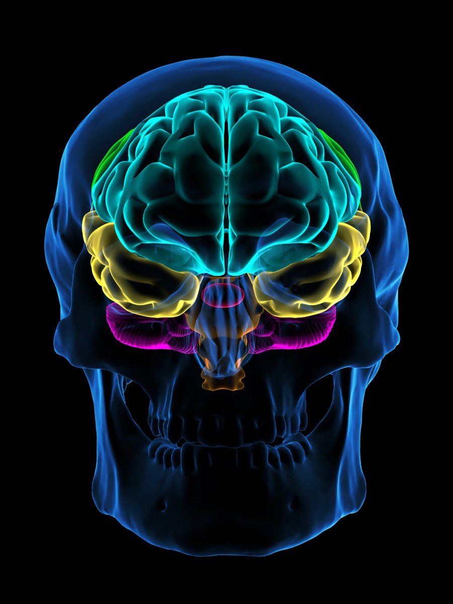 Hormones and Cognition